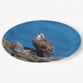 Osprey op de rotsen papieren bordje (Gekanteld)