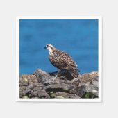 Osprey op de rotsen servet (Voorkant)