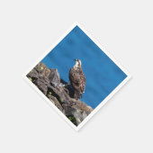 Osprey op de rotsen servet (Hoek)