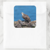 Osprey op de rotsen vierkante sticker (Tas)