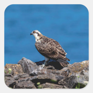 Osprey op de rotsen vierkante sticker