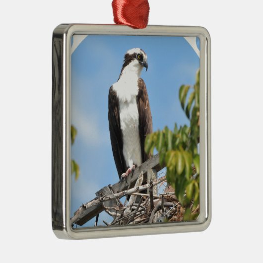 Osprey Ornament (Rechts)