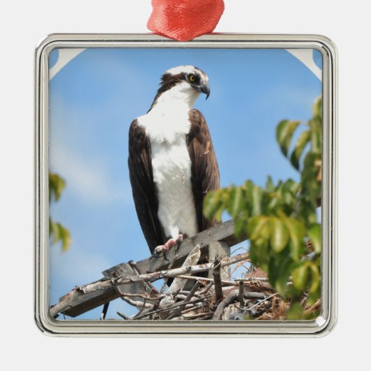 Osprey Ornament (Voorkant)