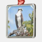 Osprey Ornament (Links)