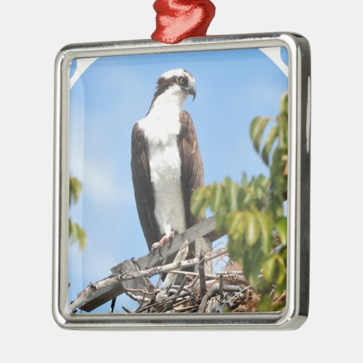 Osprey Ornament (Links)
