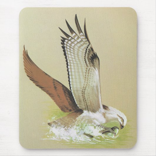 Osprey - Pandion haliaetus Muismat (Voorkant)