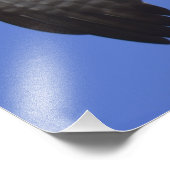 Osprey Photo Foto Afdruk (Hoek)