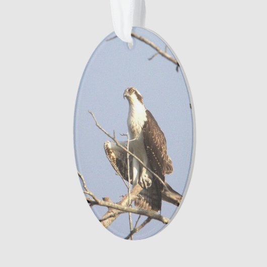 Osprey Photo-Ornament Ornament (voorkant)