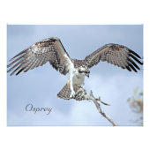 Osprey Photo Print Foto Afdruk (Voorkant)