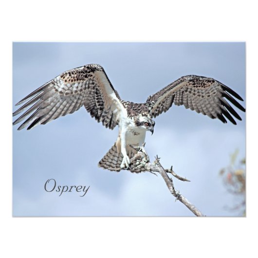 Osprey Photo Print Foto Afdruk (Voorkant)