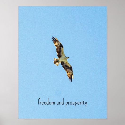 Osprey Poster (Voorkant)