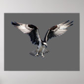 Osprey Poster (Voorkant)