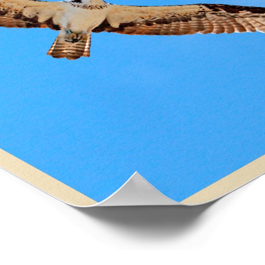 Osprey Poster (Hoek)