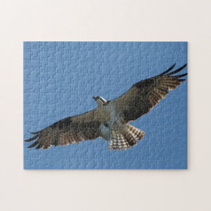 Osprey Raptor Bird Fish Wildlife Animal Zee Puzzle Legpuzzel