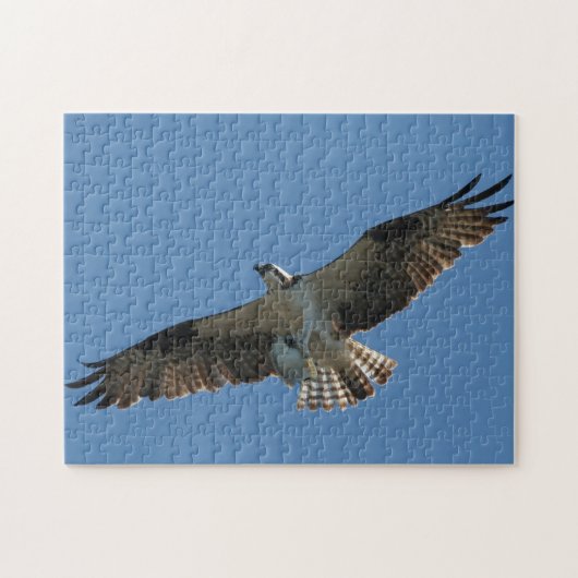 Osprey Raptor Bird Fish Wildlife Animal Zee Puzzle Legpuzzel (Horizontaal)