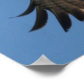 Osprey Raptor Bird & Halibut Fish Print (Hoek)