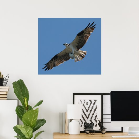 Osprey Raptor Bird & Halibut Fish Print (Thuiskantoor)