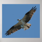 Osprey Raptor Bird & Halibut Fish Print (Voorkant)