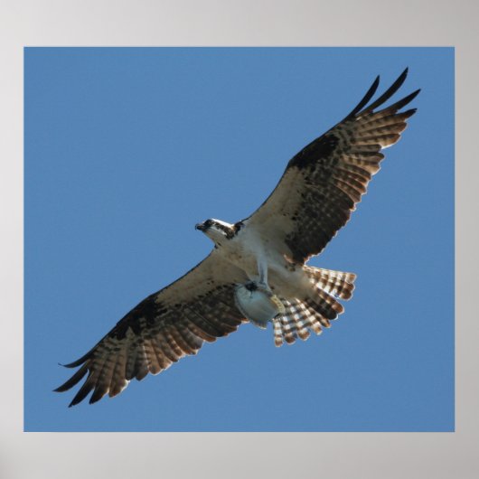 Osprey Raptor Bird & Halibut Fish Print (Voorkant)