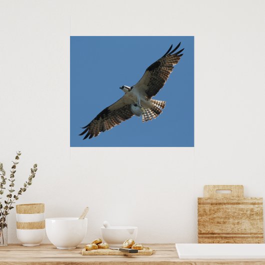 Osprey Raptor Bird & Halibut Fish Print (Keuken)