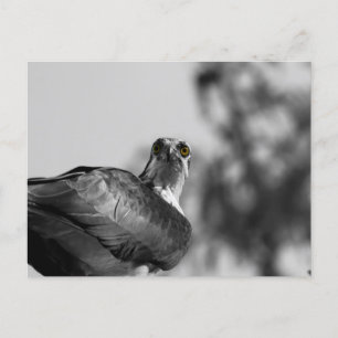 Osprey Staring Down The Camera - Wildlife Foto Briefkaart
