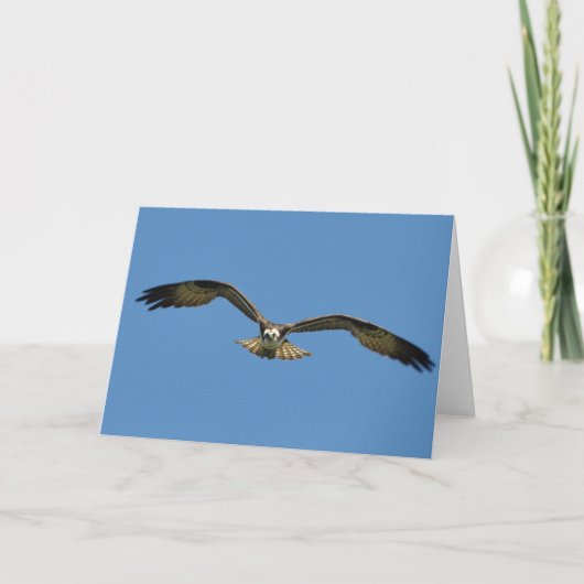 Osprey stijgt naar u-frameable art-Kaart Kaart (Voorkant)