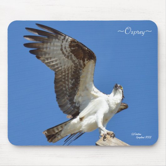 Osprey stretching vleugels Mousepad Muismat (Voorkant)
