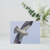 Osprey tijdens de vlucht briefkaart (Staand voorkant)