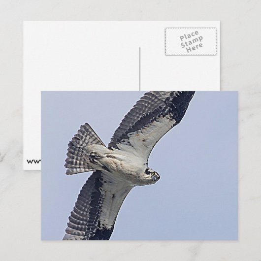 Osprey tijdens de vlucht briefkaart (Voorkant / Achterkant)