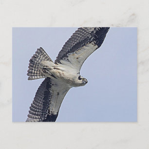 Osprey tijdens de vlucht briefkaart
