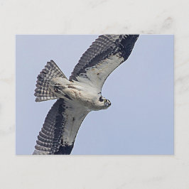 Osprey tijdens de vlucht briefkaart