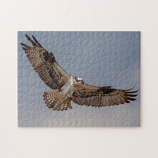 Osprey tijdens de vlucht legpuzzel (Horizontaal)