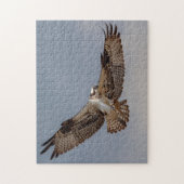 Osprey tijdens de vlucht legpuzzel (Verticaal)