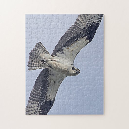 Osprey tijdens de vlucht legpuzzel (Verticaal)