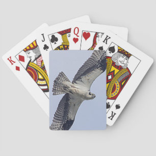 Osprey tijdens de vlucht pokerkaarten