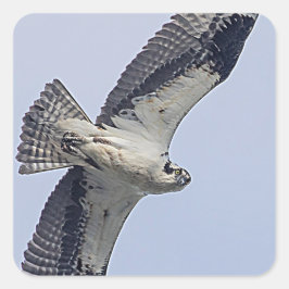 Osprey tijdens de vlucht vierkante sticker