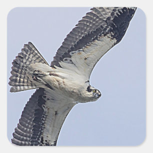 Osprey tijdens de vlucht vierkante sticker