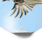 Osprey Unfurled 8x10 afdrukken Foto Afdruk (Hoek)