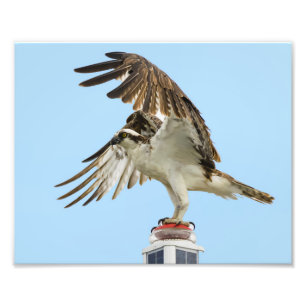 Osprey Unfurled 8x10 afdrukken Foto Afdruk