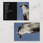 osprey visitekaartje (Voorkant / Achterkant)
