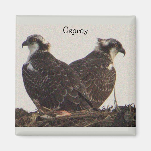 Osprey vogels in de Nest Magnet (Voorkant)