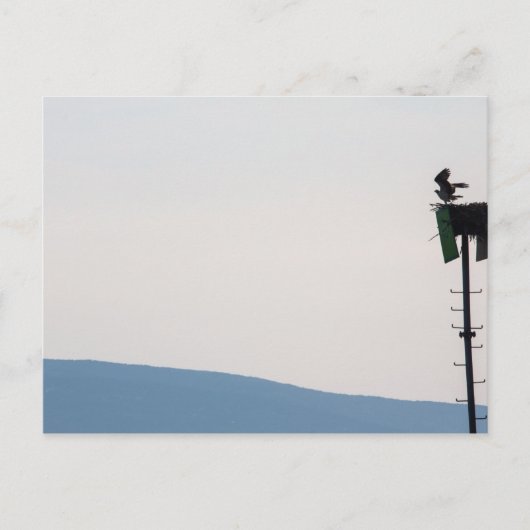 Osprey voor de berg Desert Island, Maine Briefkaart (Voorkant)