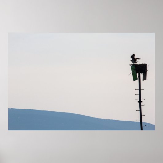 Osprey voor de berg Desert Island, Maine Poster (Voorkant)