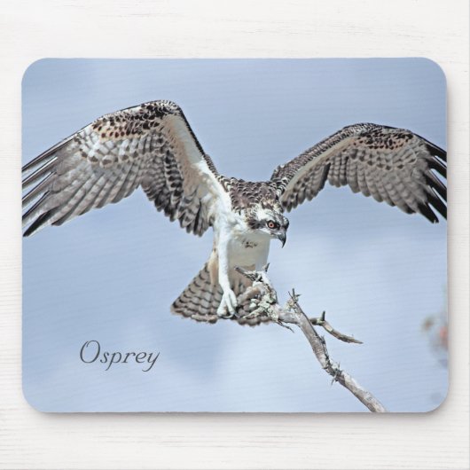 Osprey Wingspan Mousepad Muismat (Voorkant)