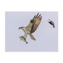 Osprey wordt achtervolgd door een rode gevleugelde