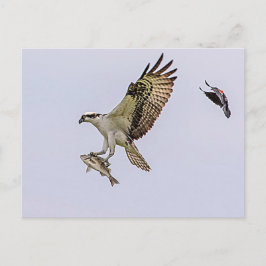 Osprey wordt achtervolgd door een rode gevleugelde briefkaart