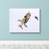 Osprey wordt achtervolgd door een rode gevleugelde canvas afdruk (Insitu (Houten vloer))