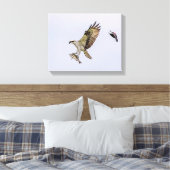 Osprey wordt achtervolgd door een rode gevleugelde canvas afdruk (Insitu (Slaapkamer))