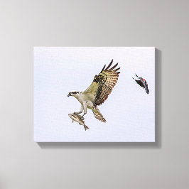 Osprey wordt achtervolgd door een rode gevleugelde canvas afdruk