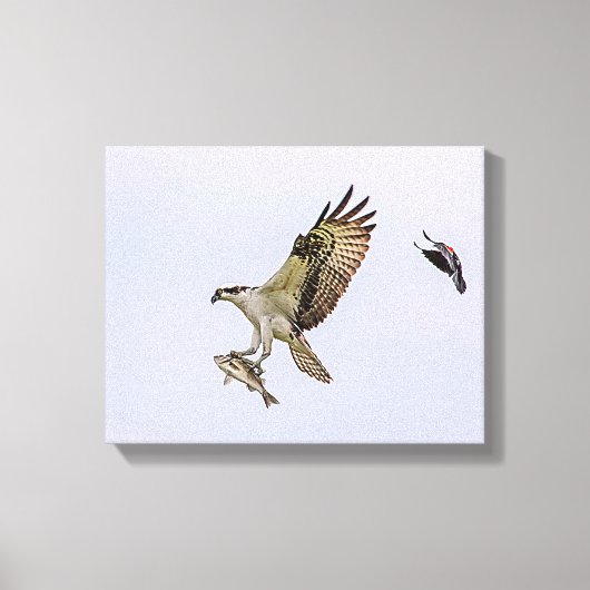 Osprey wordt achtervolgd door een rode gevleugelde canvas afdruk (Voorkant)